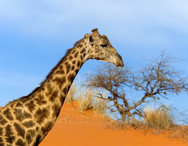Giraffe (giraffa camelopardalis), Nambia. © Wim van Passel / WWF-Canon