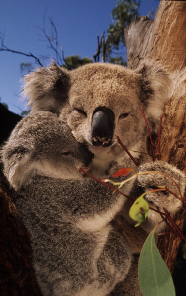 Koala, mother with joey (young) Arboreal marsupial. Feeds on eucalyptus leaves Australia © Martin Harvey / WWF-Canon