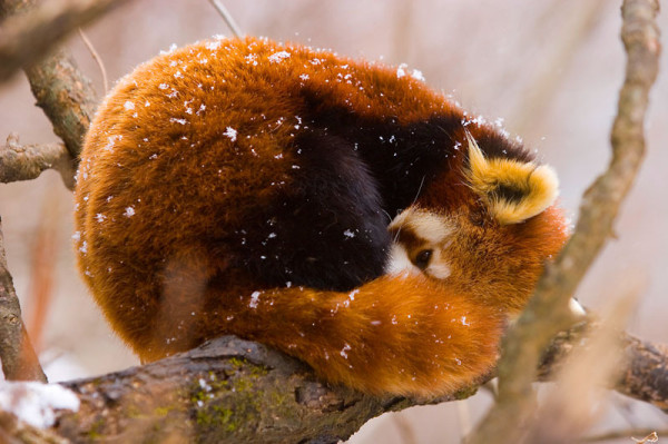 Red panda (Ailurus fulgens) resting on branch in snow © naturepl.com / Juan Carlos Munoz / WWF-Canon