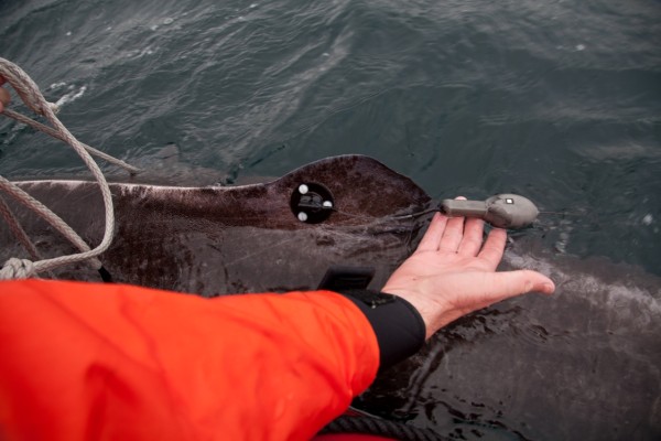 the research team attached satellite tags to Greenland sharks’ dorsal fins, which will transmit data about the depths and temperatures of where the sharks are swimming. © Evan Paul-University of Windsor