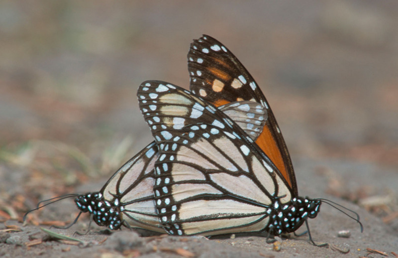 Monarch Butterflies in Wintering Area.  Danaus plexippus.  Copulation, Highlands in Mexico. © Fritz Pölking / WWF