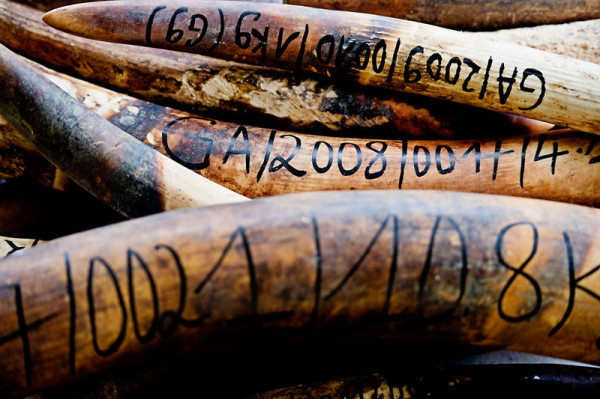 Illegally poached elephant ivory waits to be burned. © WWF-Canon / James Morgan 