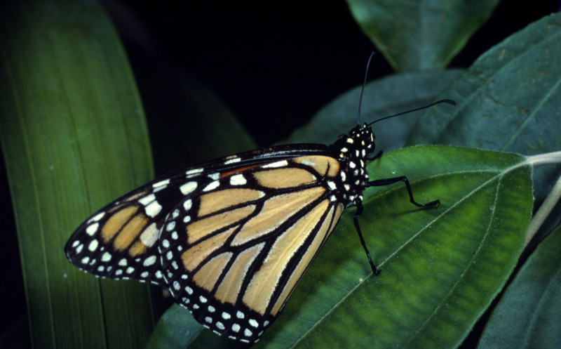 Monarch butterfly (Danaus plexippus) © Frédy Mercay / WWF