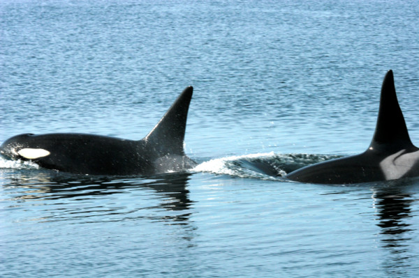 Two Killer whales, or Orcas, (Orcinus orca) in the Pacific Ocean off British Columbia, Canada © Alan BURGER / WWF-Canada