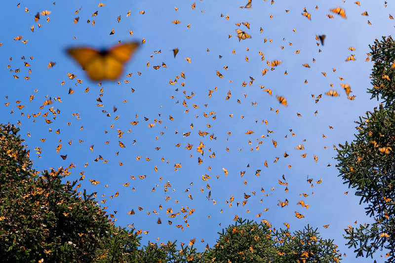 Monarch butterflies (Danaus plexippus) flying in warmth of midday sun, overwintering colony in Michoacan, Mexico © naturepl.com / Ingo Arndt / WWF-Canon