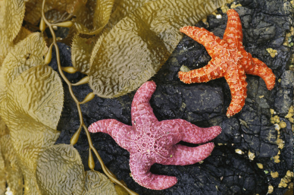 Sea stars, Queen Charlotte Islands, British Columbia, Canada. A pair of ochre starfish (Pisaster ochraceus) on a rock with kelp, Burnaby Narrows, Gwaii Haanas National Park Reserve, Queen Charlotte Islands, British Columbia, Canada.  Image No: 267590 © National Geographic Stock / Michael Melford / WWF-Canada