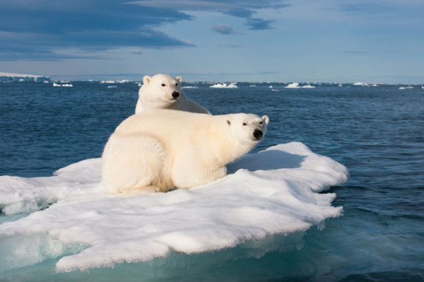 Two polar bears on a piece of ice in the Arctic Ocean, Svalbard © Florian Schulz/© 2010 Florian Schulz / WWF-US