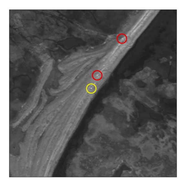 High resolution satellite imagery used to detect polar bears on Rowley Island in Foxe Basin, Nunavut during late summer, 2012. Polar bears are circled in yellow. Imagery courtesy of Digital Globe, Inc. ©2012