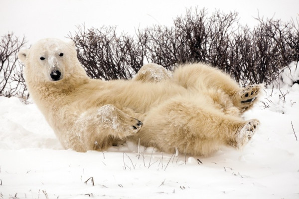 A polar bear (Ursus maritimus) waiting for Hudson Bay to freeze over in the Churchill Wildlife Management Area outside of Churchill, Manitoba, Canada. (C) Gerald Allain/ WWF-Canada