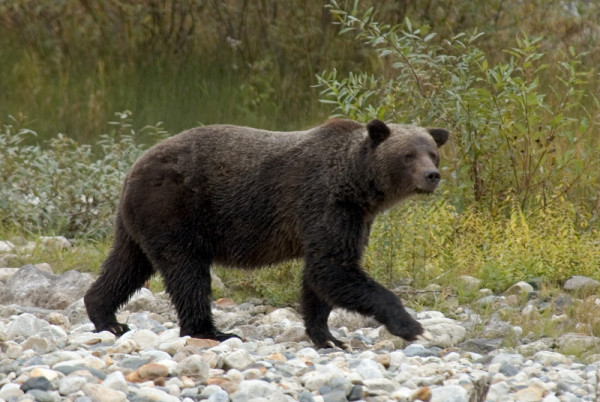 Grizzly bear (Ursus arctos horribilis), Lardeau River, British Columbia, Canada © Tim Stewart / WWF-Canada