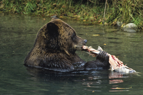 A Grizzly bear (Ursus arctos horribilis) with salmon catch in a river in the Great Bear Rainforest, British Columbia, Canada. © Garth Lenz / WWF-Canada