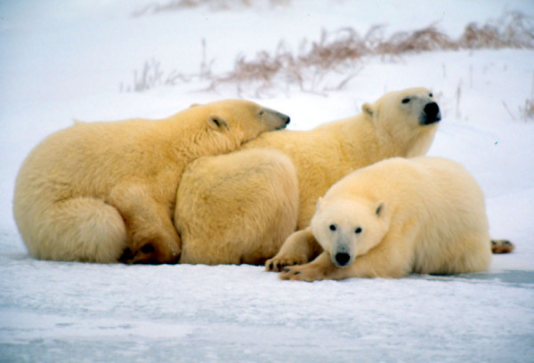 Polar bear (Ursus maritimus); Canada