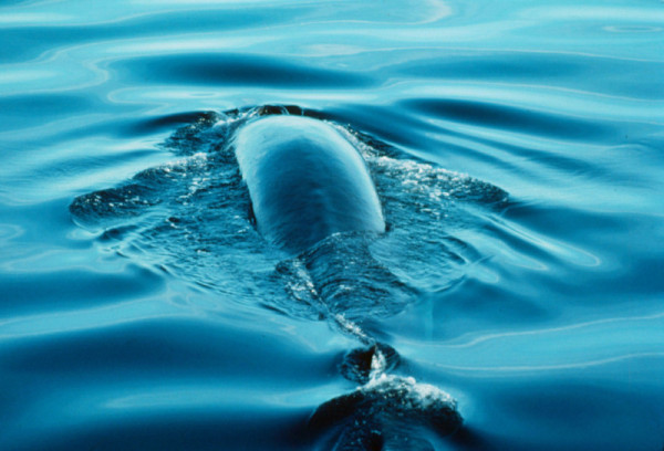 Fin whale,  Baja California Mexico  © Y.-J. Rey-Millet / WWF-Canon