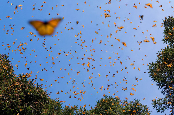Monarch butterflies, Mexico