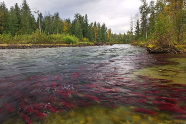 Thousands of Sockeye salmon (Oncorhynchus nerka) returning to spawn in the lower Adams River, British Columbia, Canada © Andrew S. Wright  / WWF-Canada
