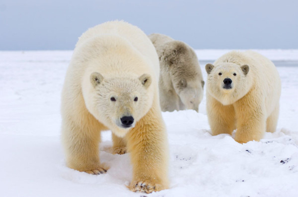 Polar bear sow and two cubs, Alaska