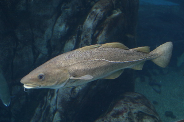 Atlantic cod, Canada