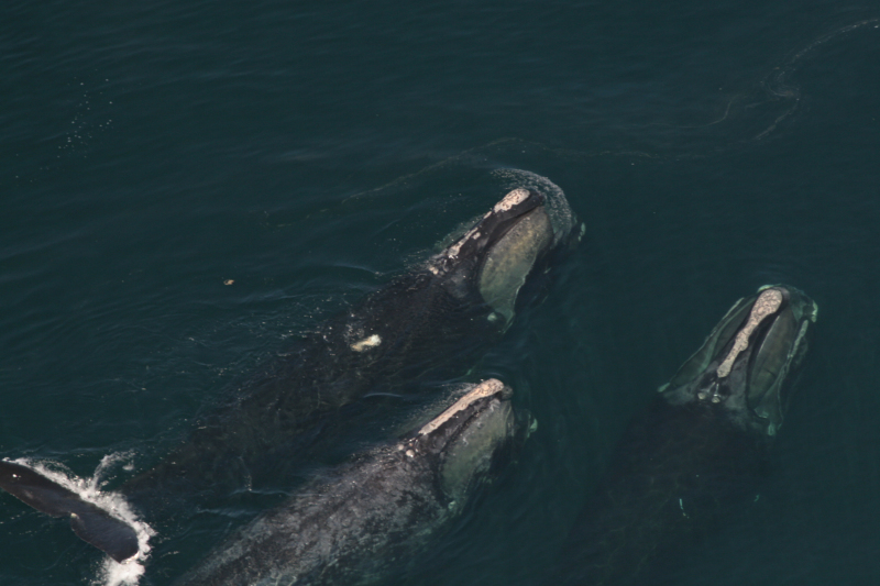 Aerial of three Northern right whales skim feeding. This species is also known as the North Atlantic right whale. © PCCS//PCCS-NOAA permit 633-176 / WWF-Canada