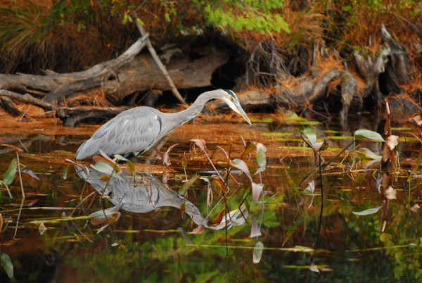 Pacific Great Blue Heron - Nature Canada