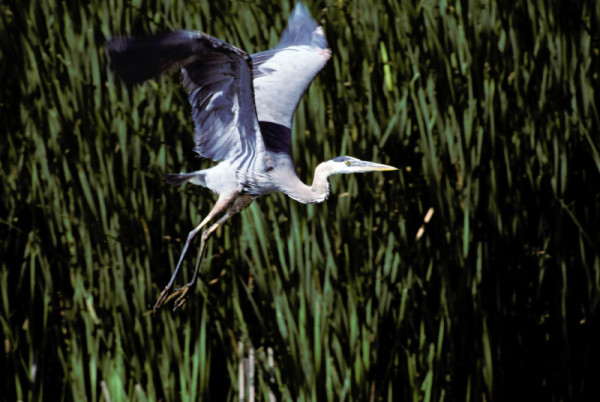 Great blue heron (Ardea herodias),  Canada. © J. D. Taylor / WWF-Canada