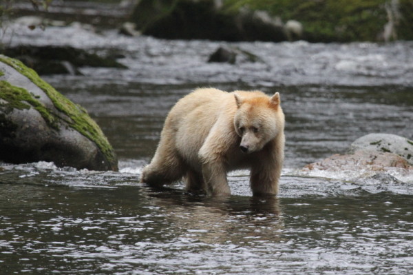 Kermode bear, Great Bear Rainforest, British Columbia, Canada