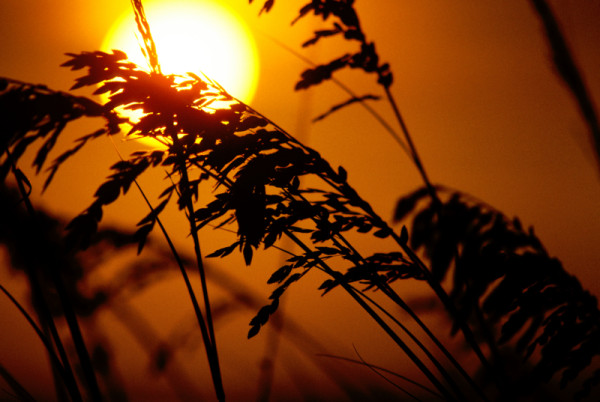 Wild grass silhouetted against the setting sun, Canada. © J. D. Taylor / WWF-Canada