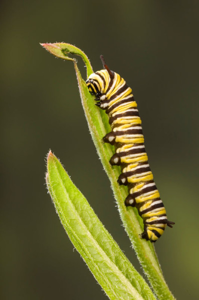 Caterpillar larva of monarch butterfly (Danaus plexippus) on Milkweed leaf (Asclepias sp), USA © naturepl.com / Ingo Arndt / WWF-Canon
