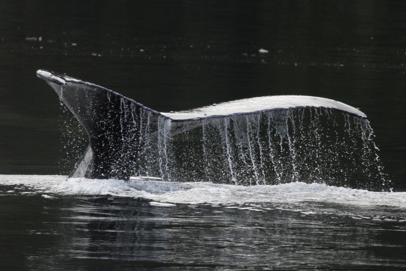 Close up of the flukes of a Humpback whale (Megaptera novaeangliae) breaching in the waters of the Great Bear Rainforest, British Columbia, Canada © Natalie Bowes / WWF-Canada
