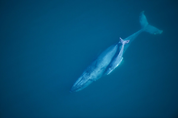 Humpback whale with baby calf in Pacific Ocean © Florian Schulz/© 2009 Florian Schulz / WWF-US