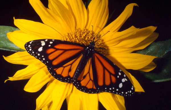 Monarch butterfly on flower © Kevin Schafer / WWF-Canon