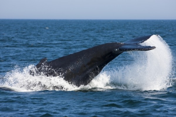 Humpback whale, Bay of Fundy, New Brunswick, Canada