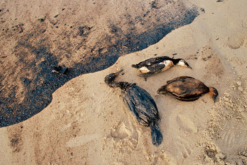 Damage from a diluted bitumen spill could be much more widespread than the Panel assumed. © JORGE SIERRA / WWF-Canon