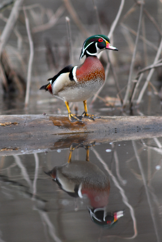 Wood duck © Frank PARHIZGAR / WWF-Canada