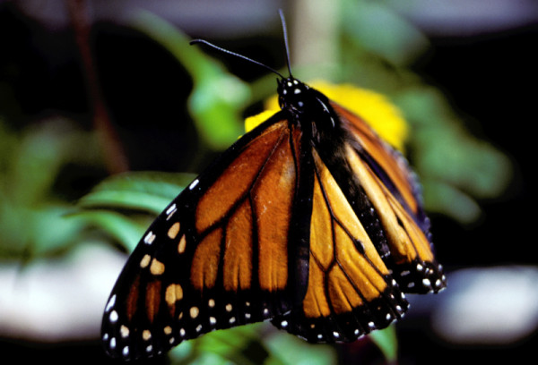 Monarch butterfly, Canada
