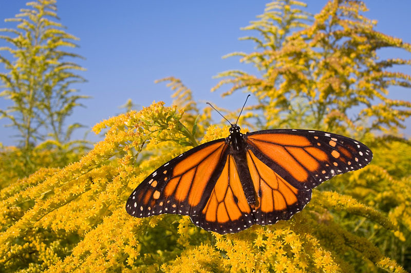 Monarch butterfly, USA