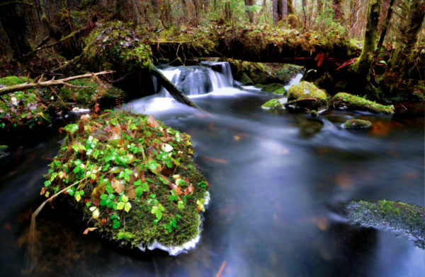 Flowing stream, British Columbia, Canada