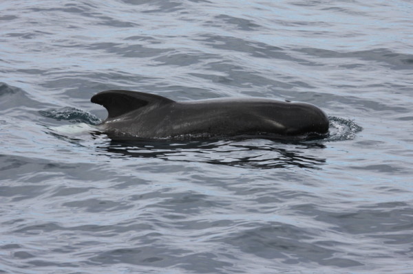  A Long-finned pilot whale (Globicephala melas) swimming at the surface of the water <br>© Natalie Bowes / WWF-Canada