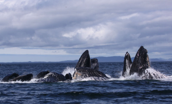 Whales_2786