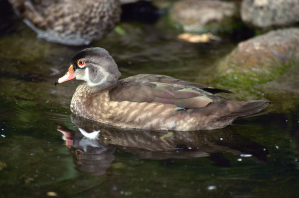 Wood duck, Waterfowls (Anseriformes); Canada
