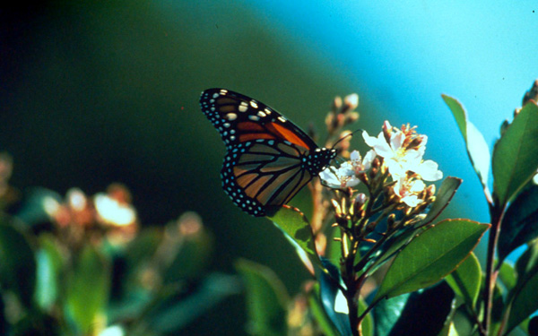 Monarch butterfly (Danaus plexippus) in California © Hannes Strager