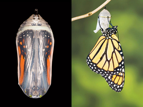 Pupae of monarch butterflies
