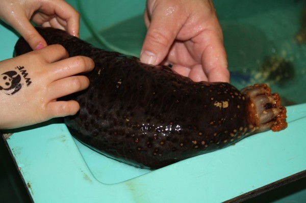 Sea cucumbers from a touch tank at World Oceans Day celebrations in © World Oceans Day Committee