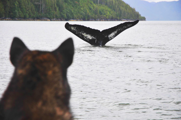 Whale dog Neekas watches as a humpback ‘flukes’ off the bow. ©Linda Nowlan / WWF-Canada