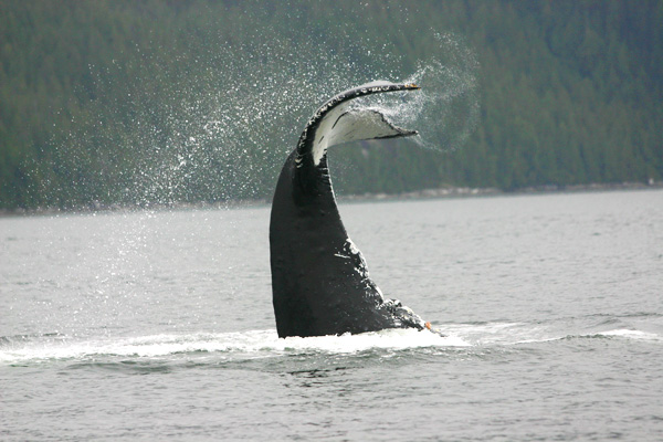 Yoda’s vigorous acrobatics stir up the other humpbacks when he arrives. © forwhales.org