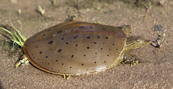An adult male spiny softshell turtle (Apalone spinifera). Note its distinctive flat, leathery shell, and snorkel-like snout © Scott D. Gillingwater