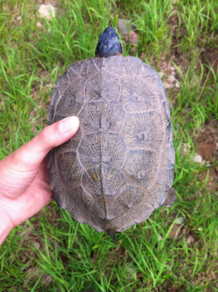 Wood turtles can be aged by counting the growth rings on their scutes. Britney is estimated to be approximately 15 years old. © Petitcodiac Watershed Alliance