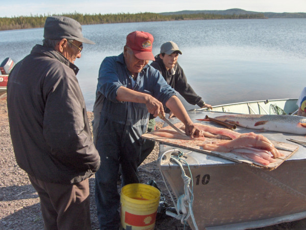 Men from the Dene First Nations cleaning fish caught in Great Slave Lake near Lutselk'e, Northwest Territories, Canada. © Monte HUMMEL / WWF-Canada