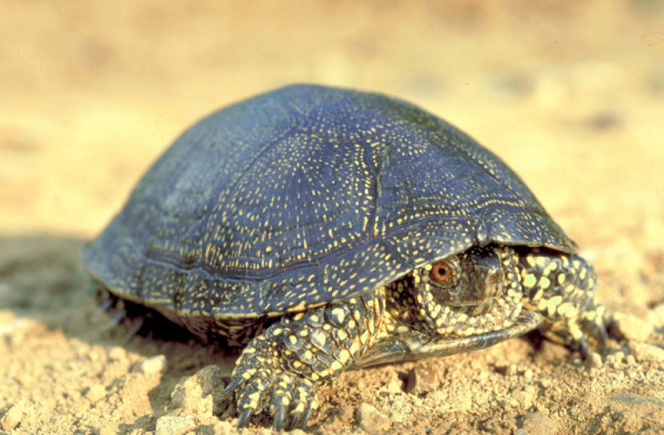 European pond turtle.  © Anton Vorauer / WWF-Canon