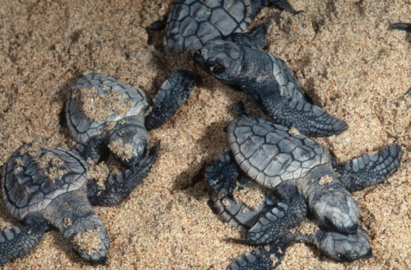 Green Turtle (Chelonia mydas) Hatchlings emerging after 47-66 days of incubation. Turtle Islands National Park, Malaysia, Borneo. © Martin Harvey / WWF-Canon