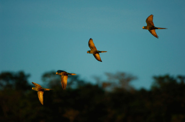Red-bellied macaws, Juruena National Park, Brazil